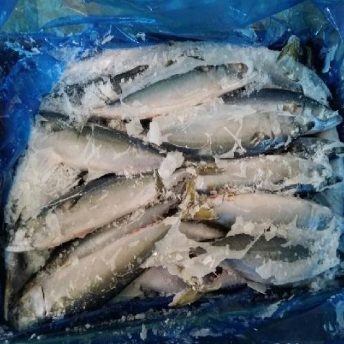 FROZEN HORSE MACKEREL | horse mackerel, jack mackerel, FROZEN HORSE MACKEREL, frozen fish